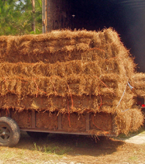 Square Pine Straw Bales