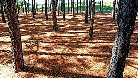 Harvest and Producing Top Quality Pine Straw