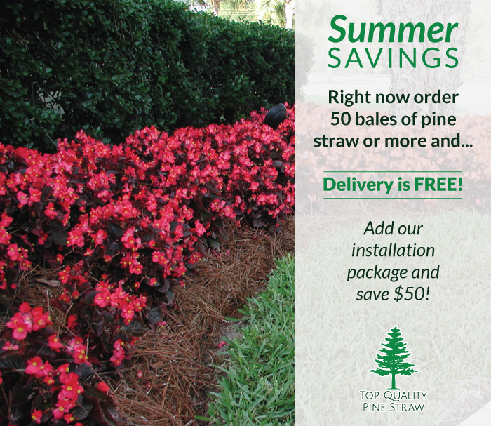 Summer savings on pine straw