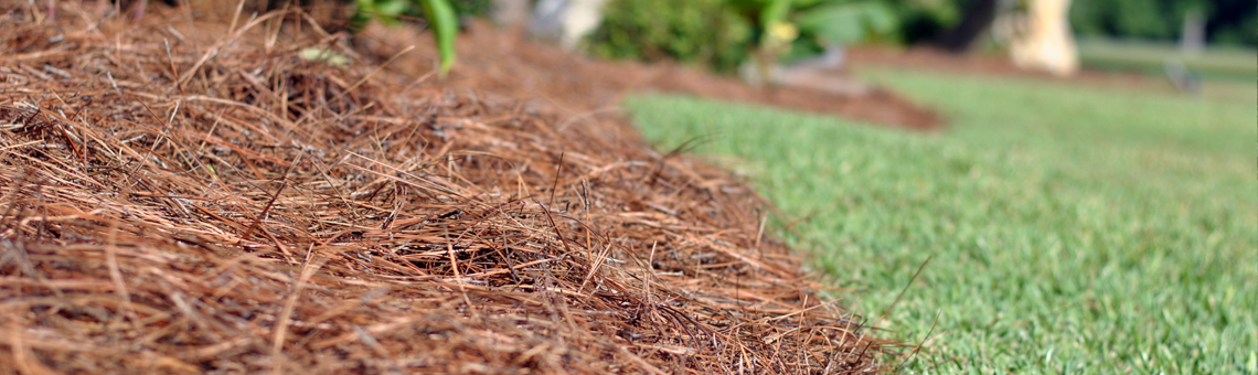 Pine Straw Mulch Installation